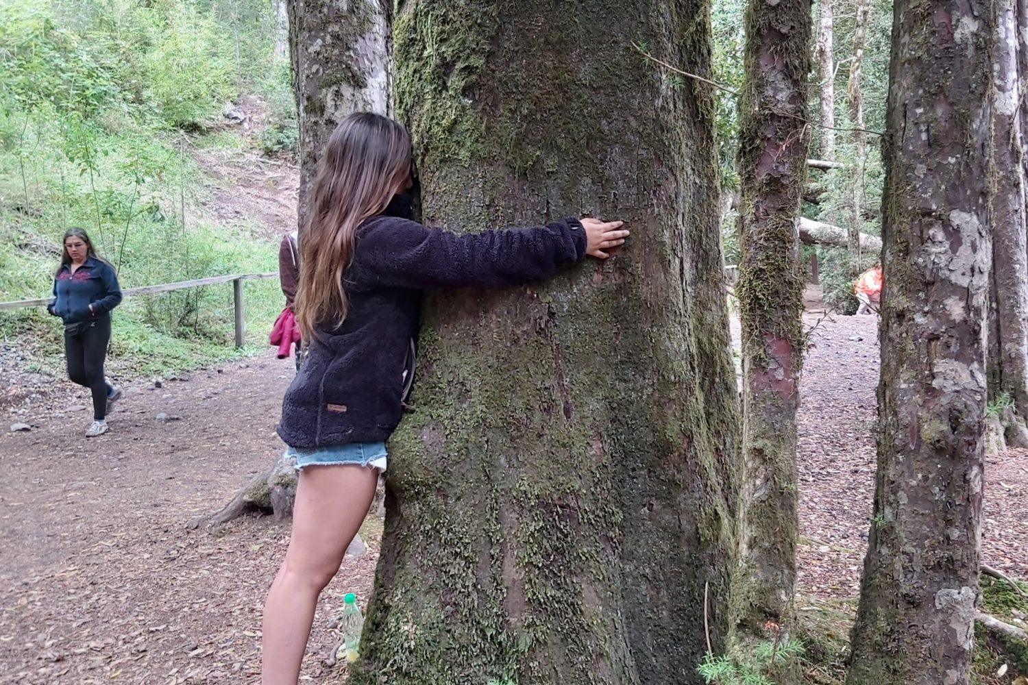 Bosque nativo Huilo Huilo